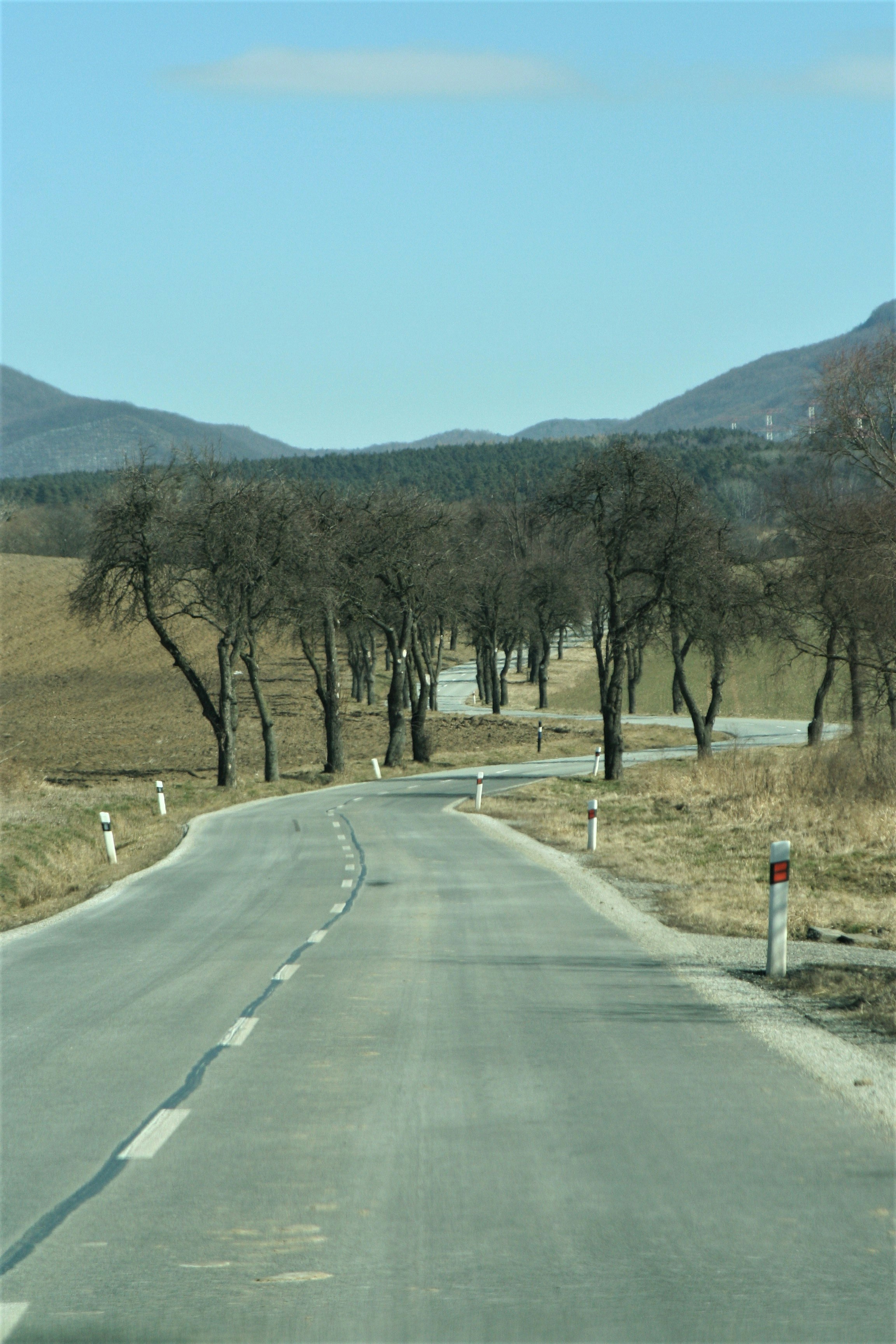 an empty road with trees on both sides
